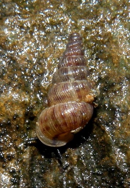 Cochlostoma da id. dalla Val Camonica