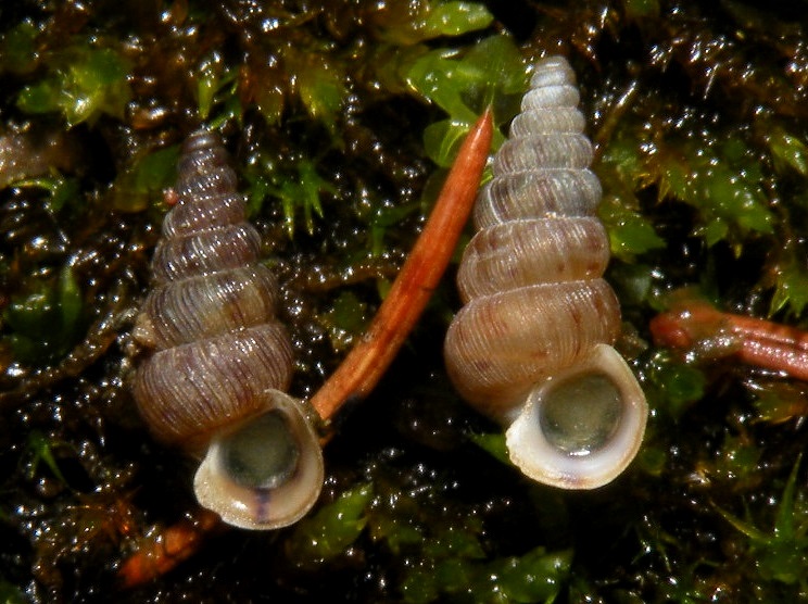 Cochlostoma da id. dalla Val Camonica