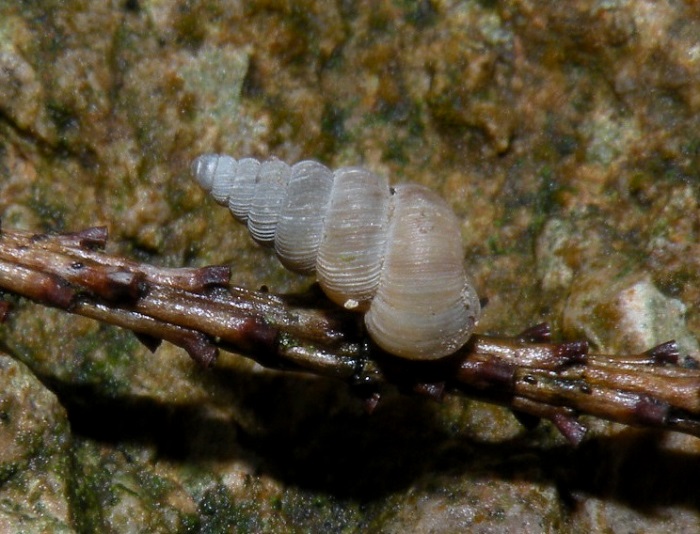 Cochlostoma da id. dalla Val Camonica