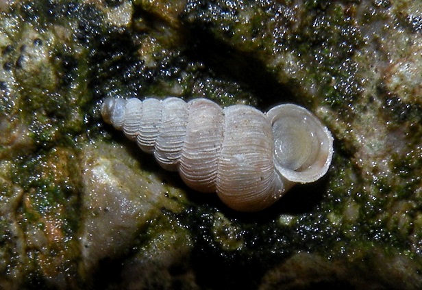 Cochlostoma da id. dalla Val Camonica