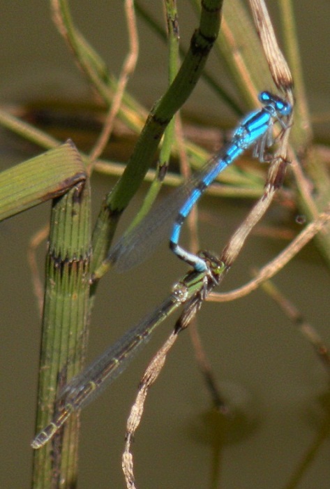 Enallagma cyathigerum......dal Trentino