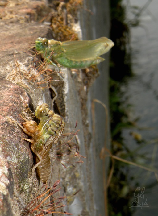 Sfarfallamento di Onychogomphus