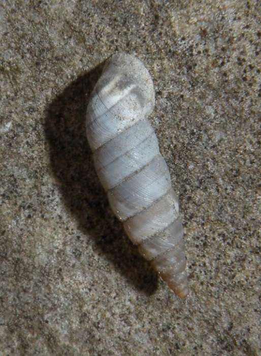 Clausiliidae da Villa Hanbury