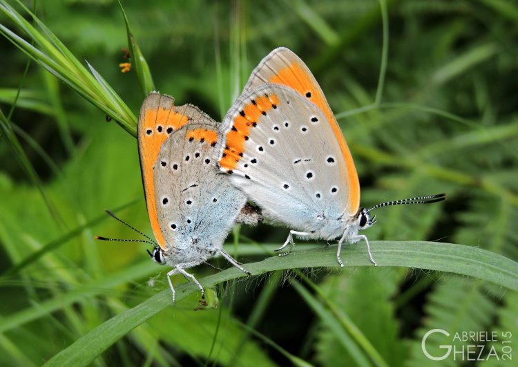 Coppia di Lycaena dispar