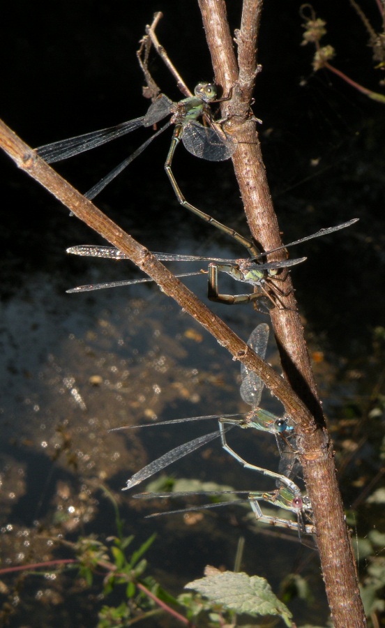 Lestes viridis in ovodeposizione