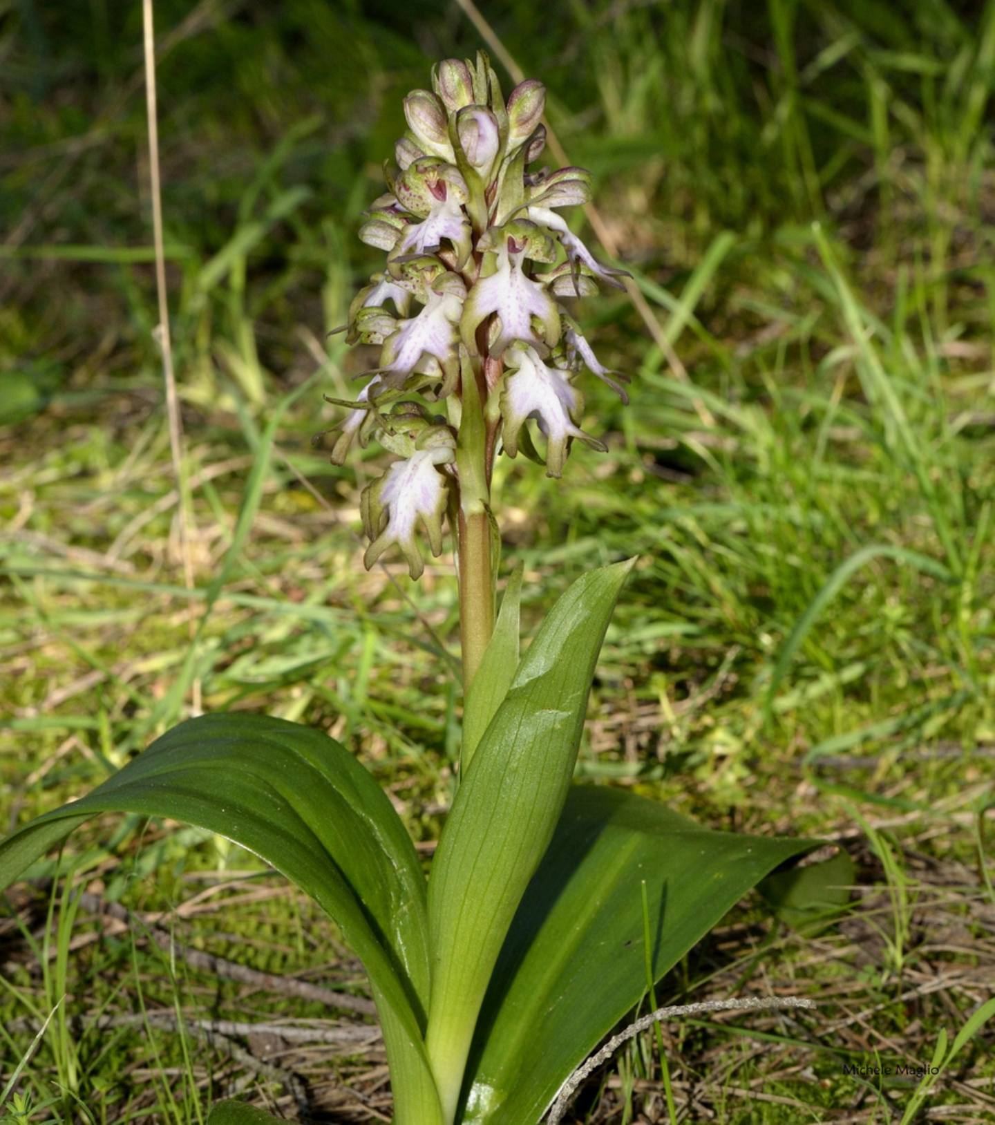 Barlia robertiana