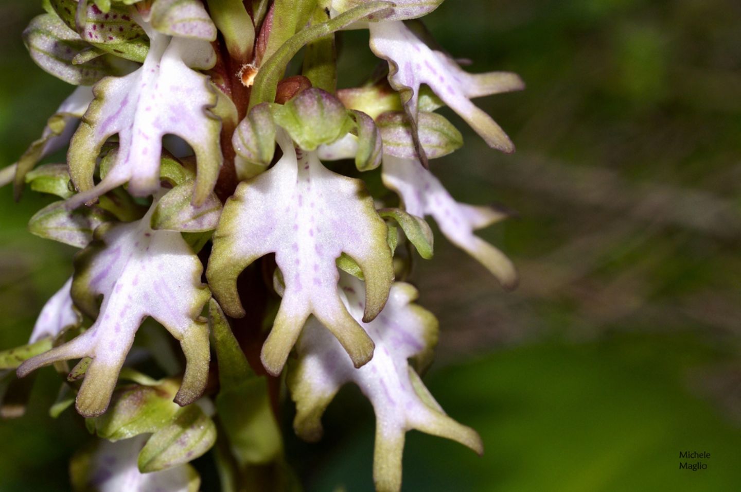 Barlia robertiana