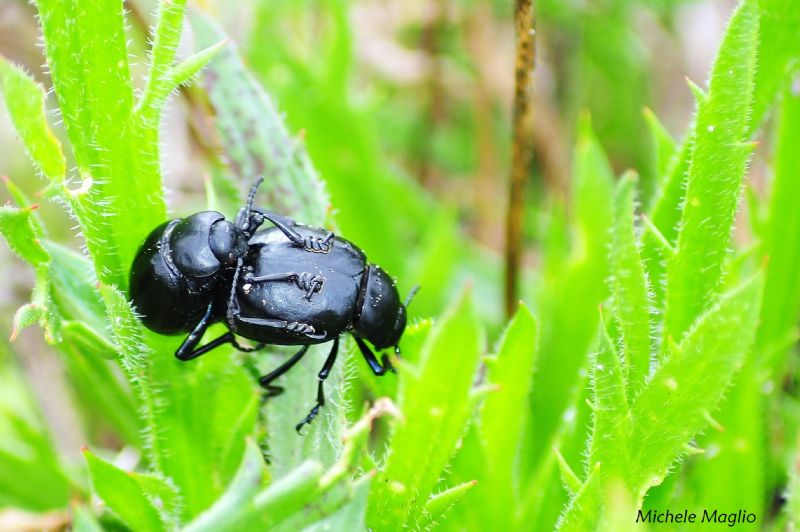 Timarcha pimelioides (cf.)