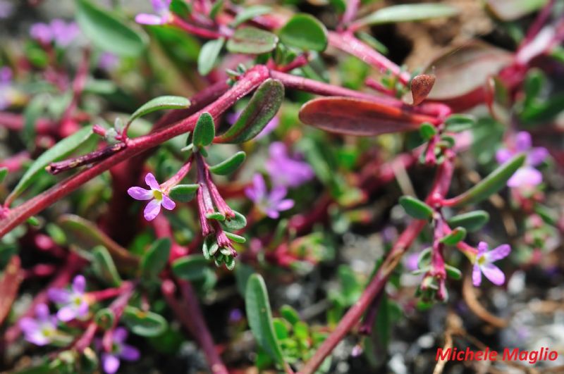 Lythrum tribracteatum