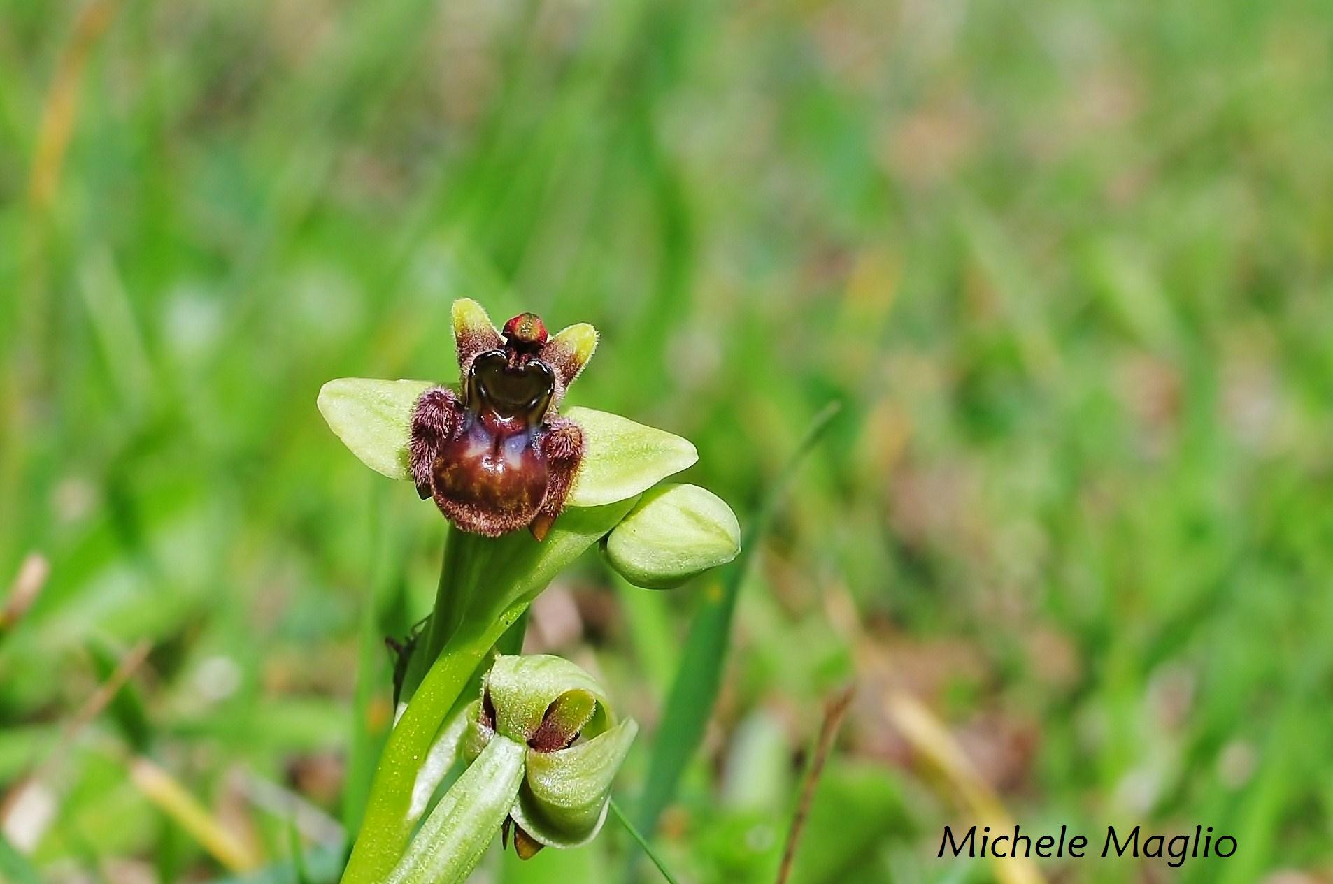 Ophrys bombyliflora