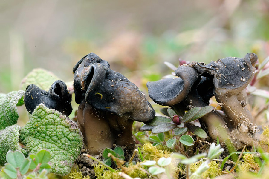 Come appare oggi Helicobasidium purpureum - foto 3714