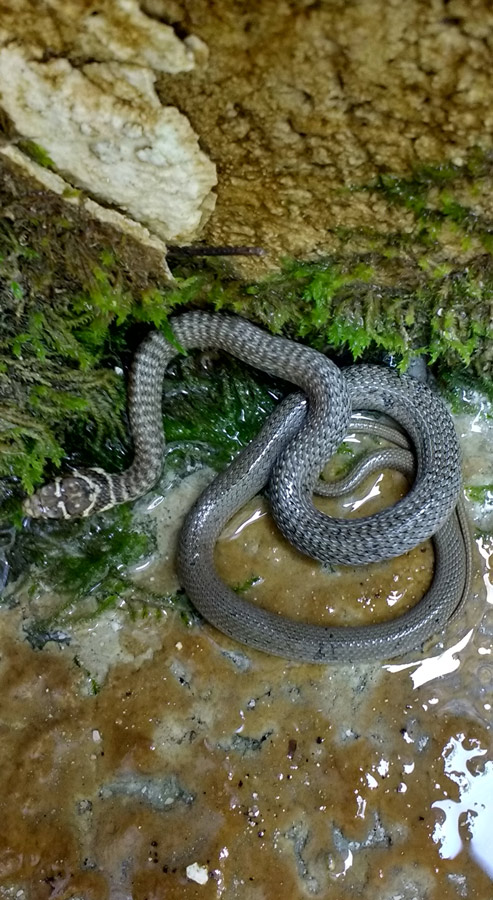 un giovane Biacco (Hierophis viridiflavus)