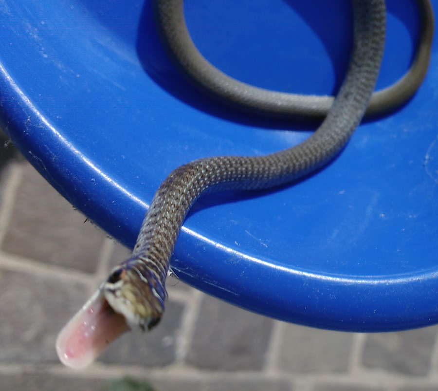 un giovane Biacco (Hierophis viridiflavus)