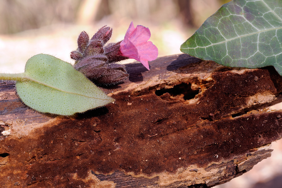 Forse un Phellinus? - foto 5494