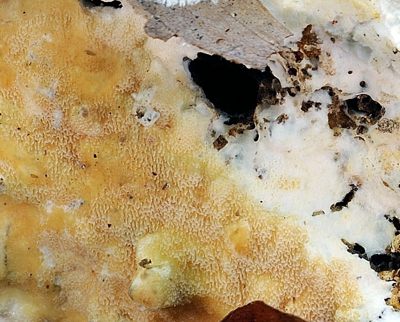 Crosta biancastra - foto 1691 (Porotheleum fimbriatum)
