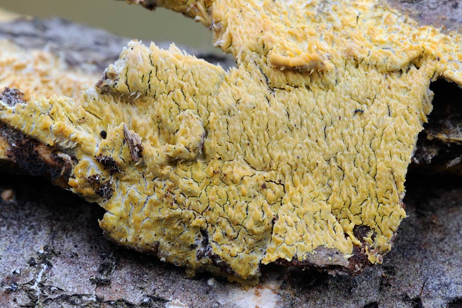 Crosta giallastra - foto 0438 (R. molaris e Mycoacia uda)