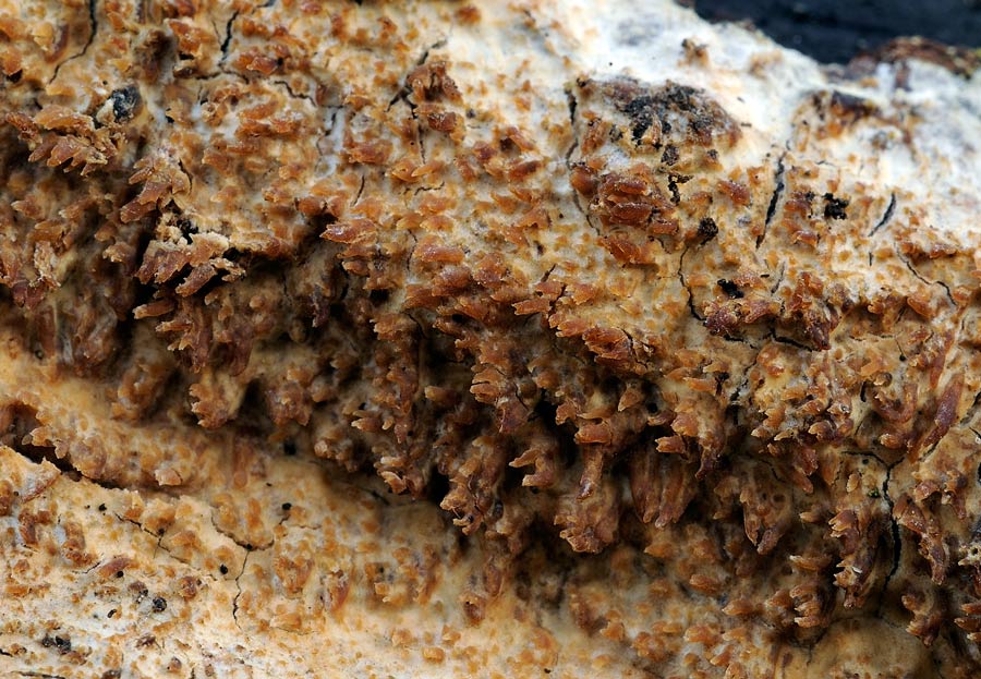 Crosta giallastra - foto 0438 (R. molaris e Mycoacia uda)
