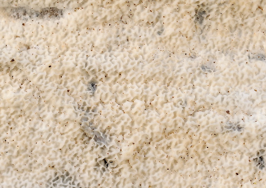 Lavoro - Crosta chiara foto 0859 (Byssomerulius corium)