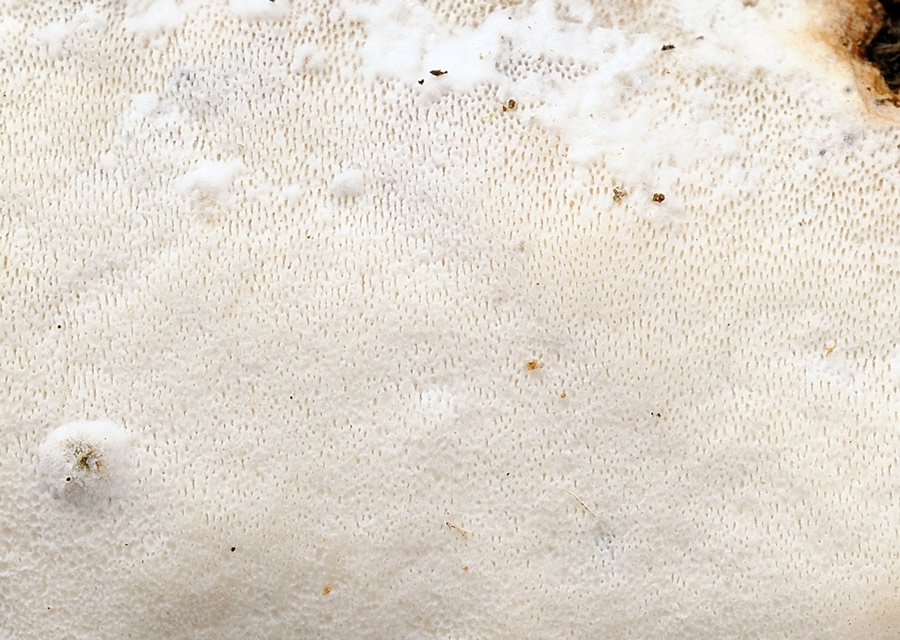 Crosta con piccoli pori - foto 0914 (Skeletocutis nivea)