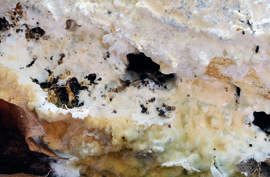 Crosta biancastra - foto 1691 (Porotheleum fimbriatum)