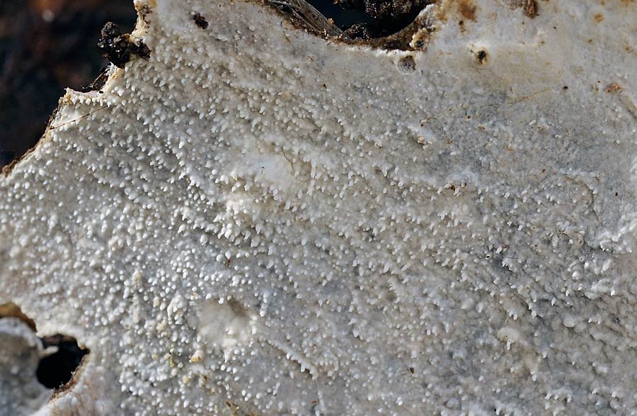 Crosta bianca - foto 6137 (Crustomyces subabruptus)