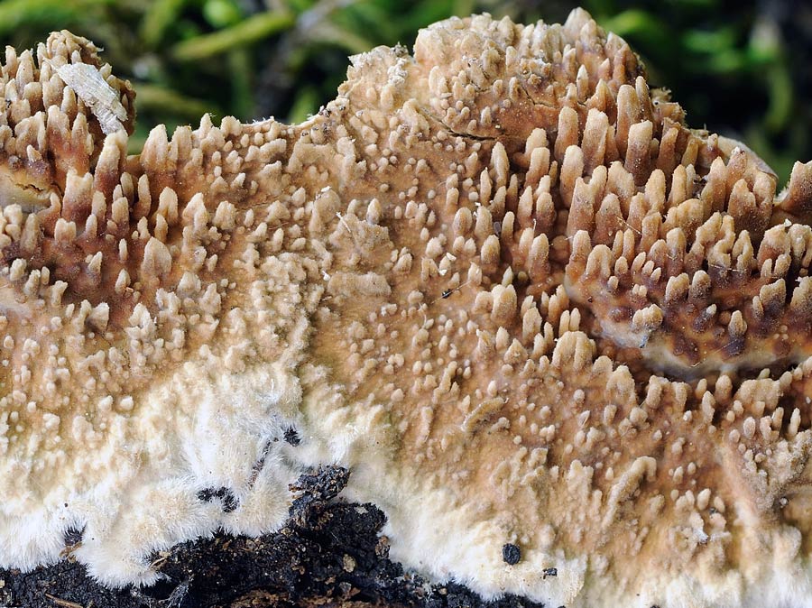 Crosta marroncina  - foto 7785 (Phlebia nothofagi)