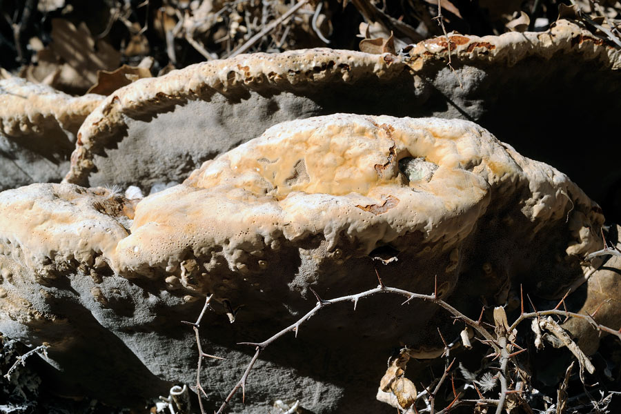 Info su destino Quercia (Inonotus dryadeus)