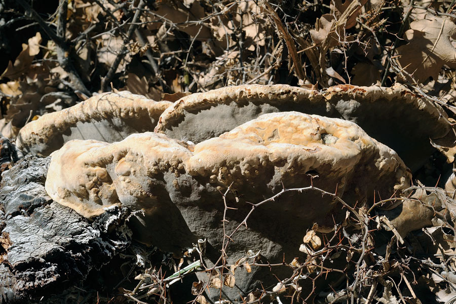 Info su destino Quercia (Inonotus dryadeus)