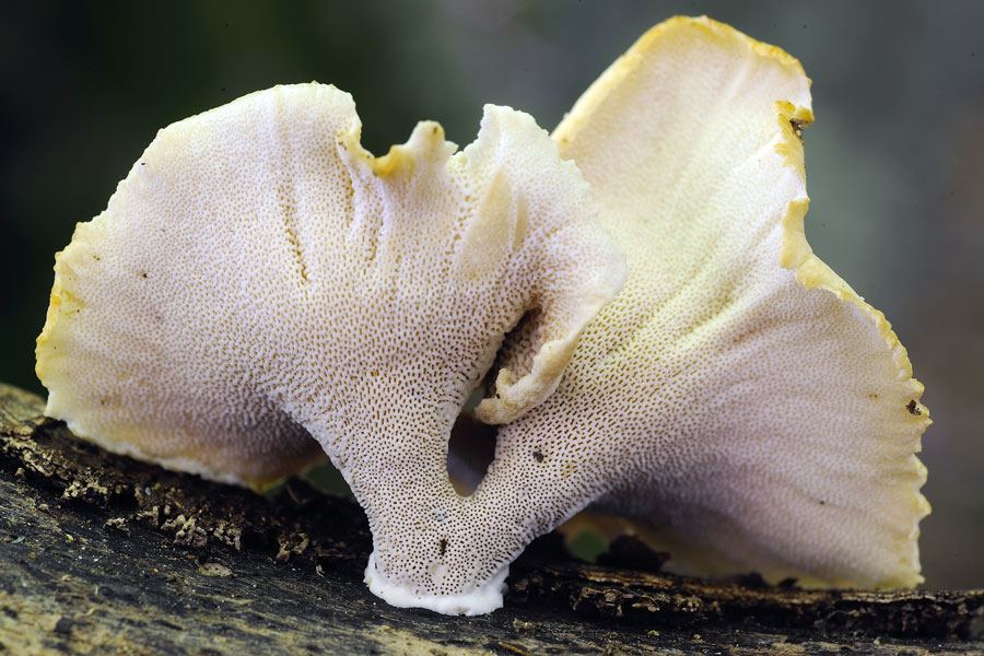 Quale poliporo? - foto 2516 (Polyporus badius)