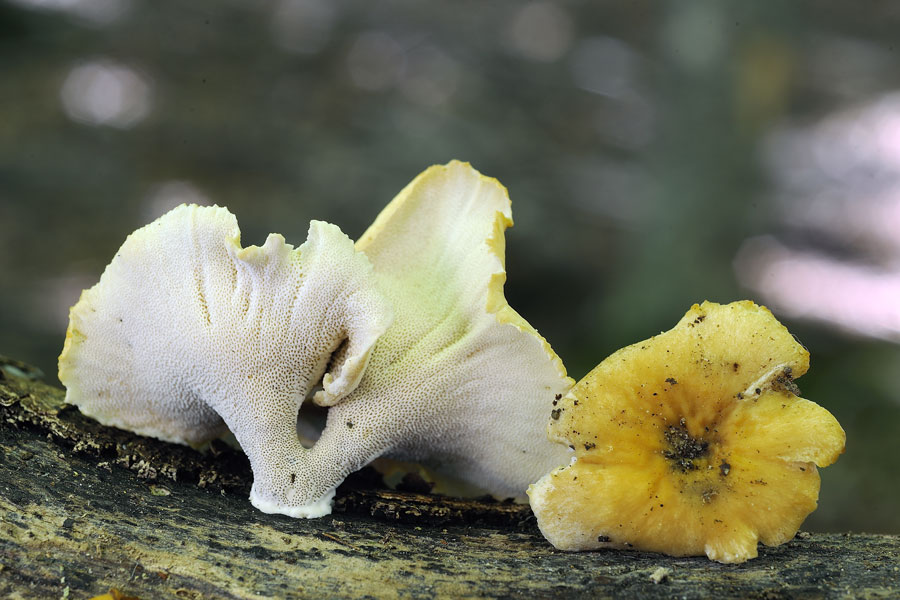 Quale poliporo? - foto 2516 (Polyporus badius)