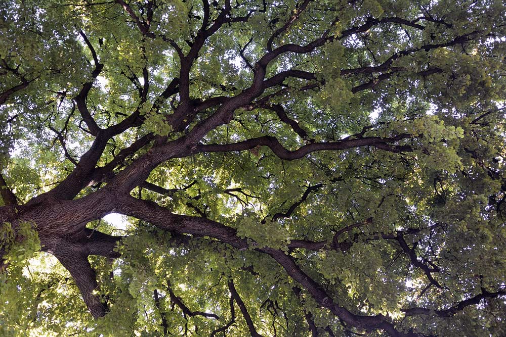 Info su destino Quercia (Inonotus dryadeus)