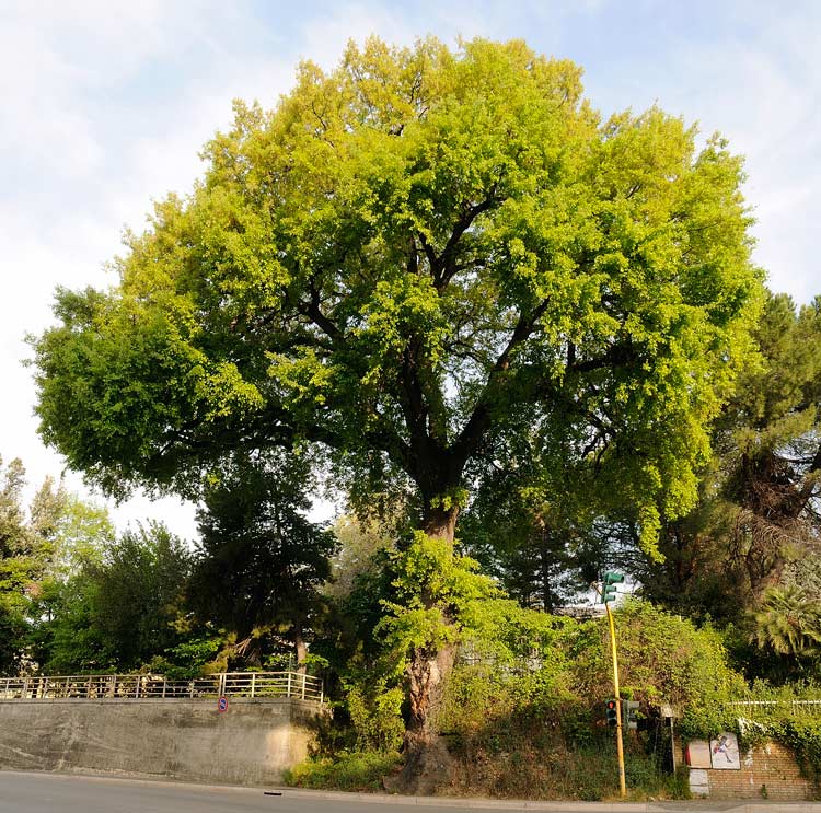 Info su destino Quercia (Inonotus dryadeus)