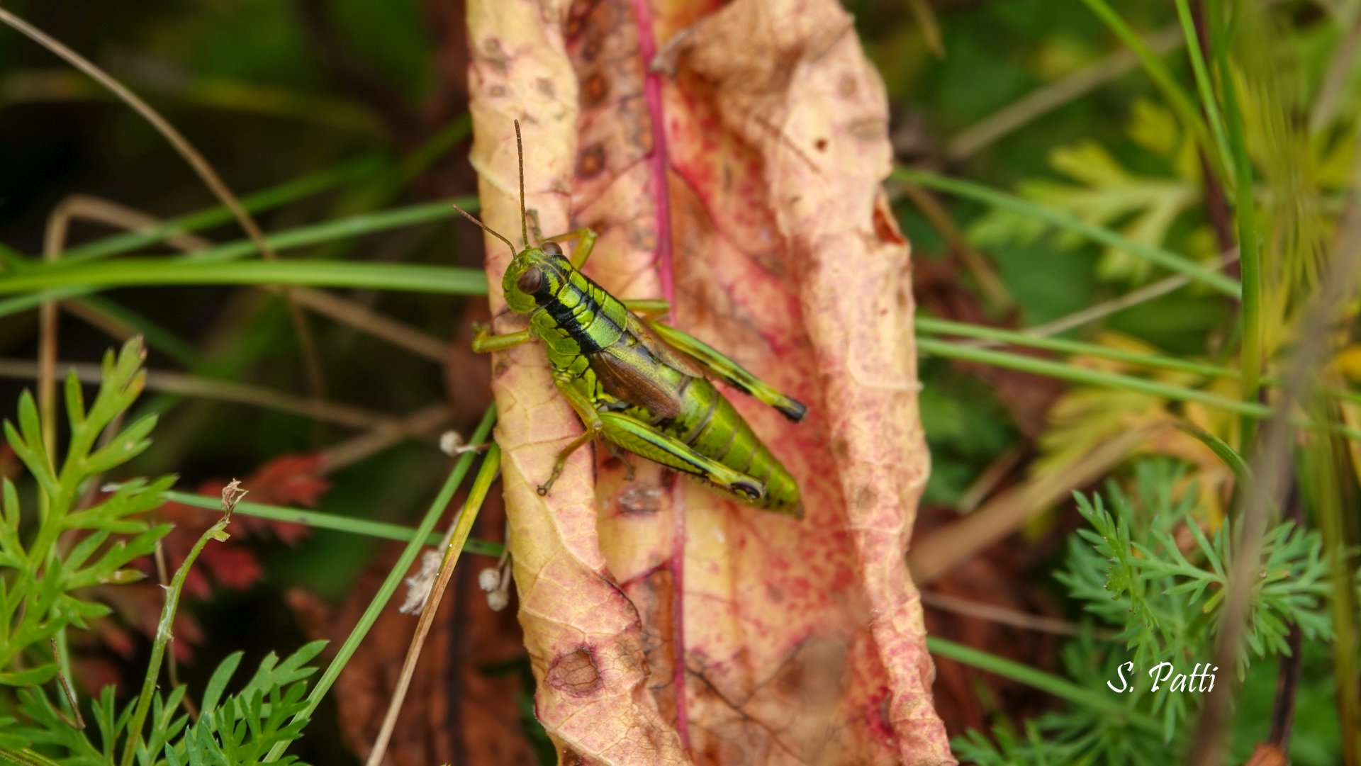 Miramella Alpina?