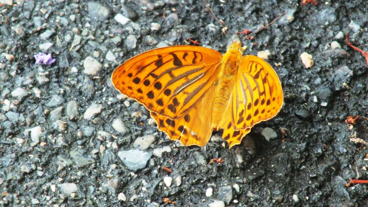 Argynnys paphia, maschio (Nymphalidae)