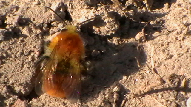 Bombus cfr pascuorum