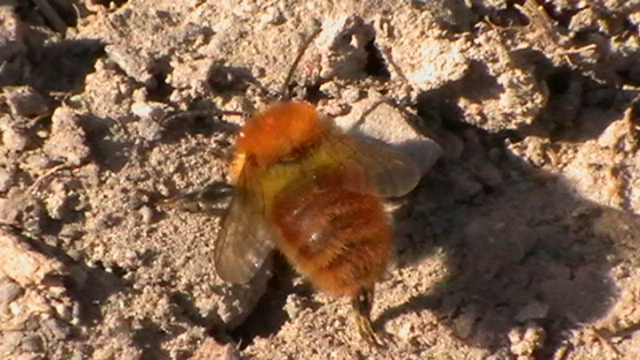 Bombus cfr pascuorum