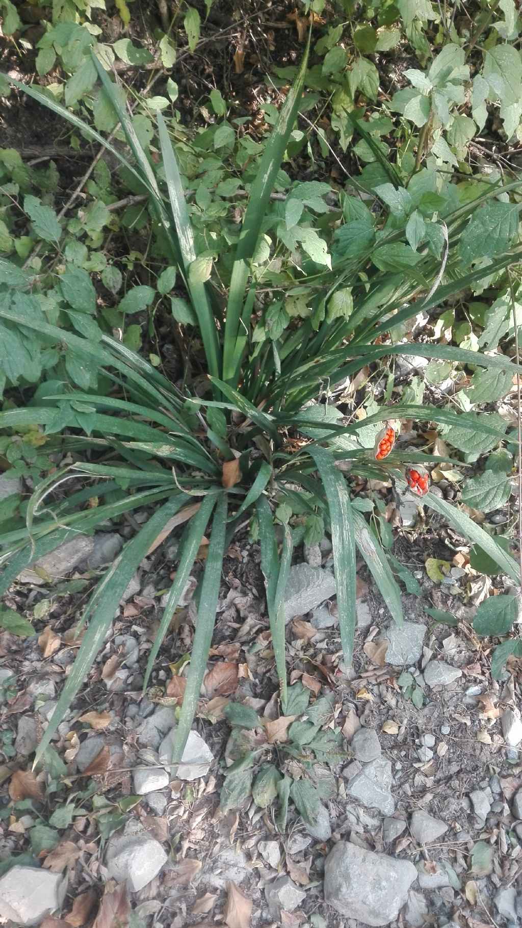 Pianta dai semi arancio: Chamaeiris foetidissima (Iridaceae)