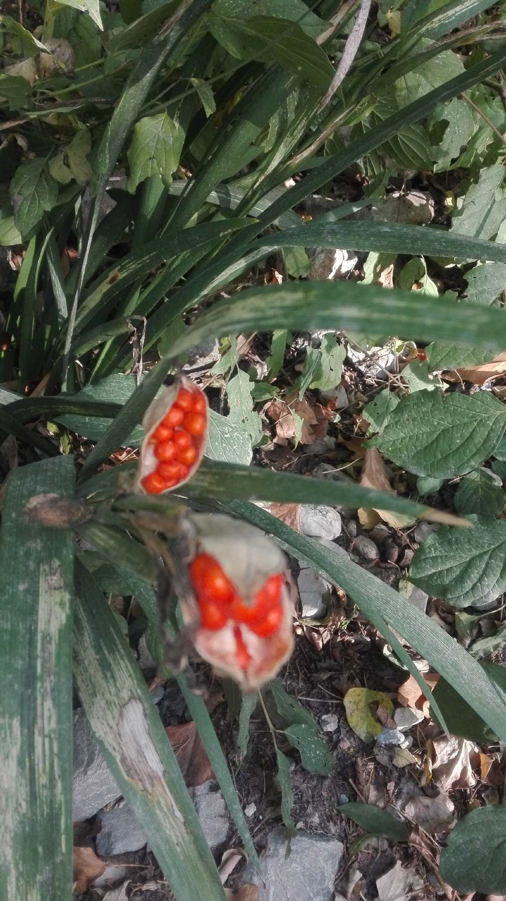 Pianta dai semi arancio: Chamaeiris foetidissima (Iridaceae)