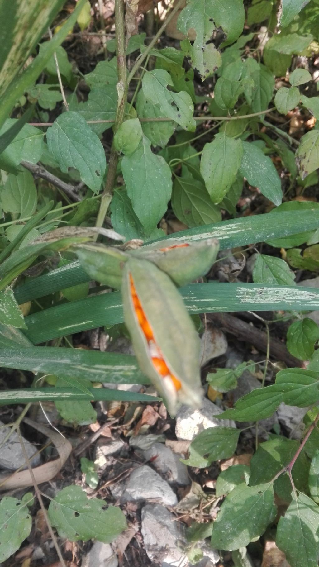 Pianta dai semi arancio: Chamaeiris foetidissima (Iridaceae)