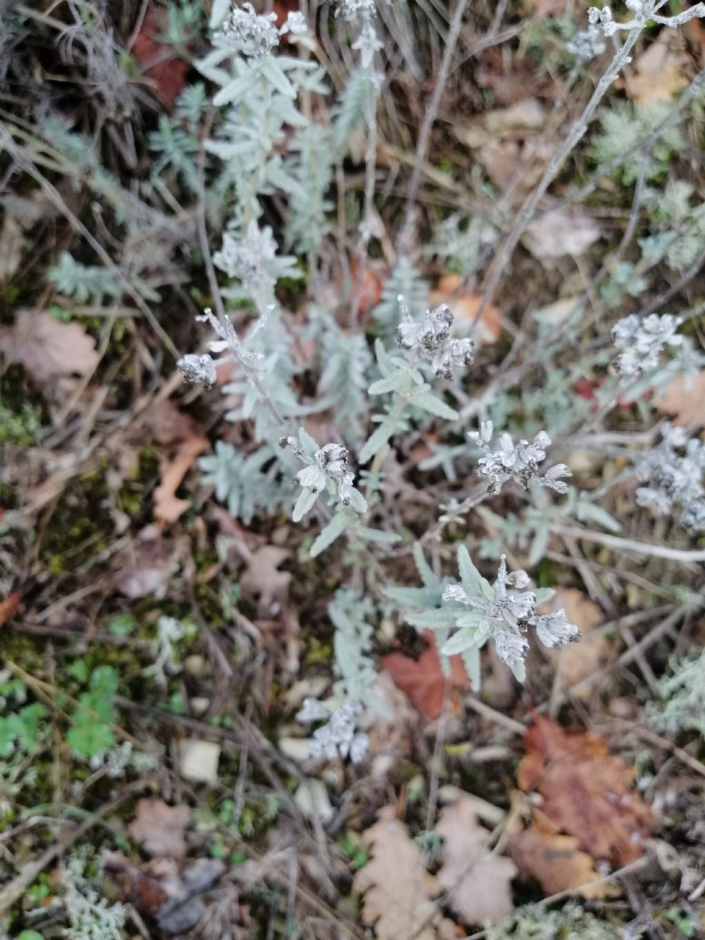 Profumatissima:  Teucrium polium (Lamiaceae)