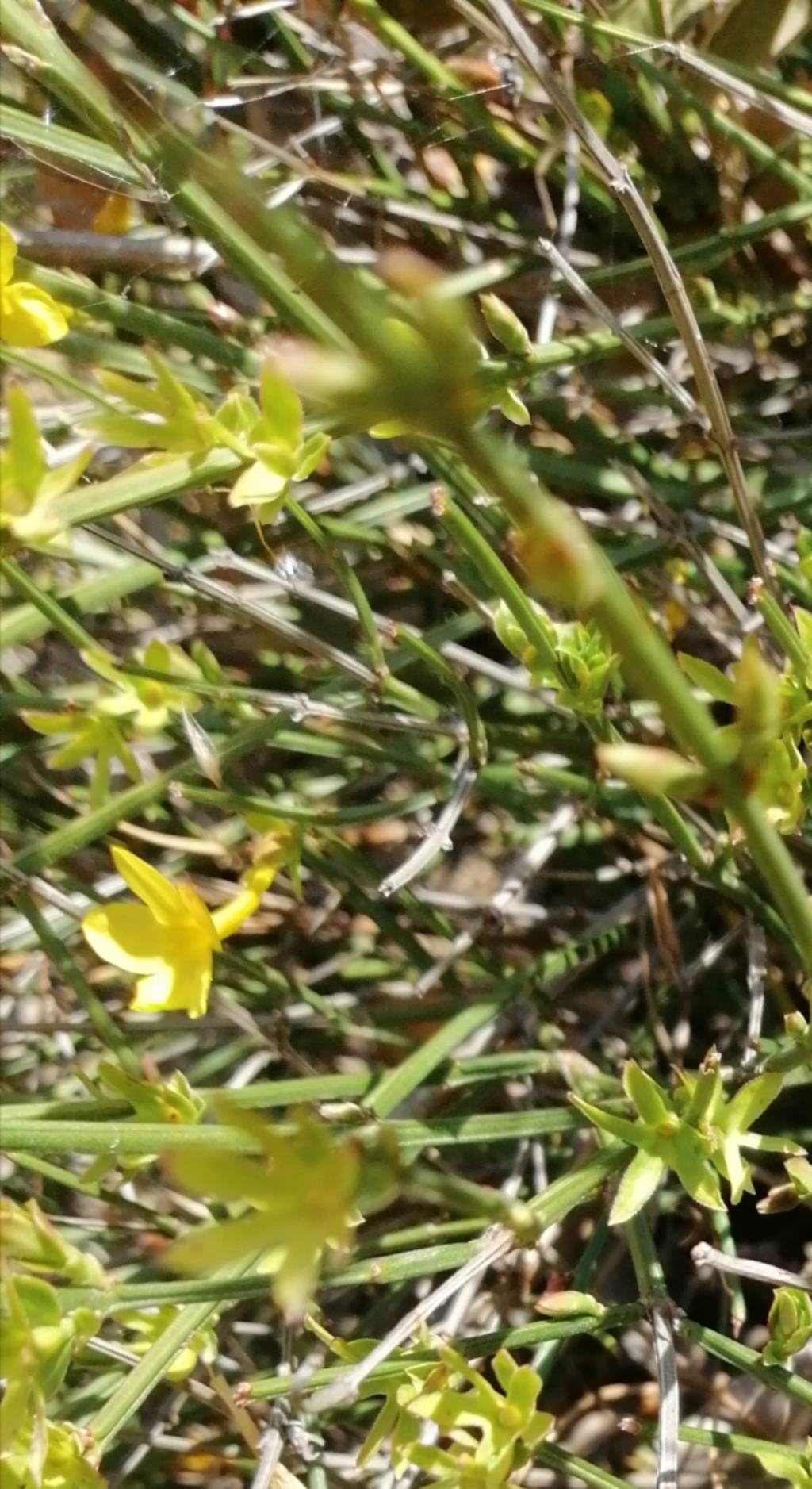 Gelsomino invernale? si, Jasminum nudiflorum (Oleaceae)