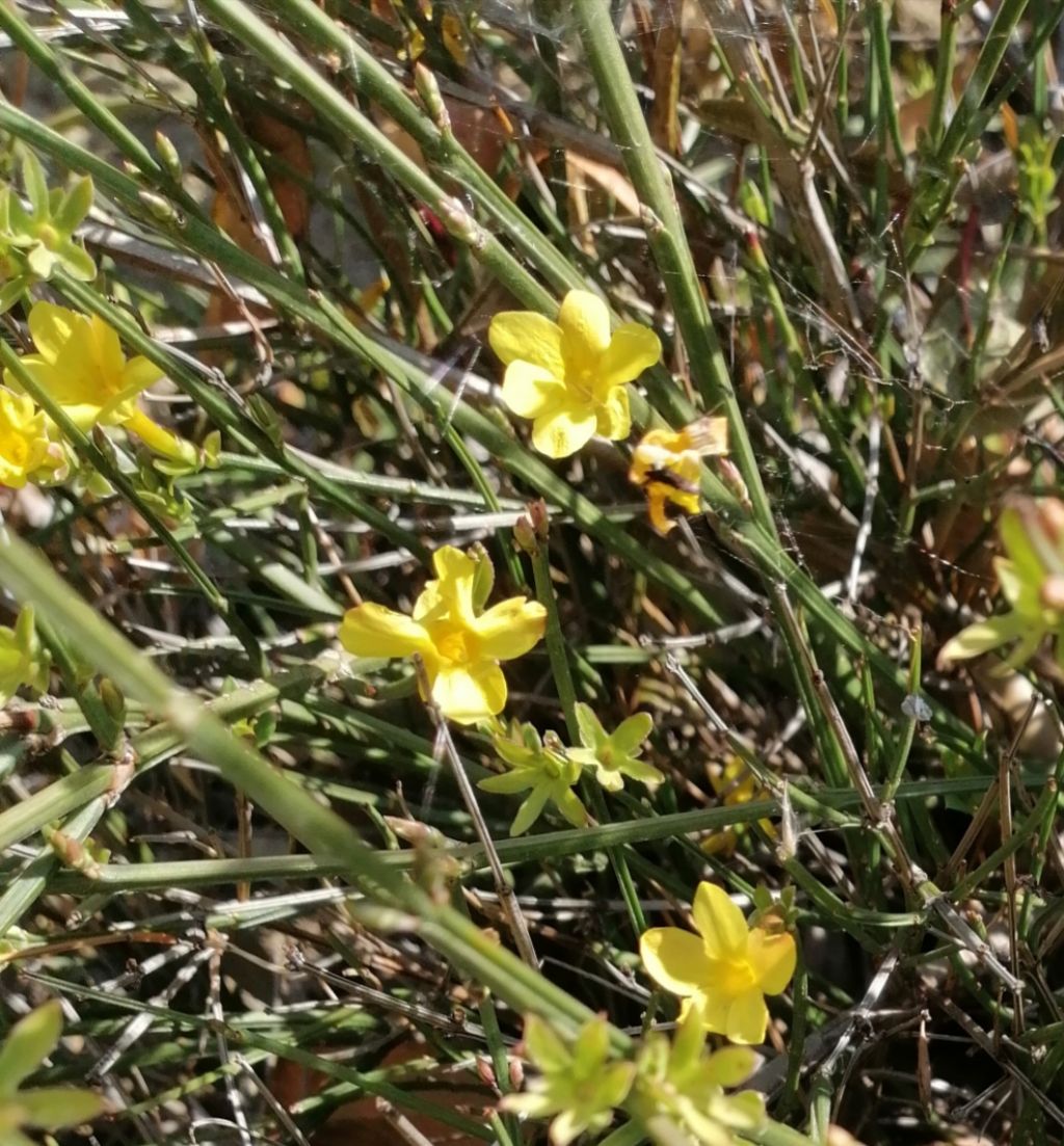 Gelsomino invernale? si, Jasminum nudiflorum (Oleaceae)