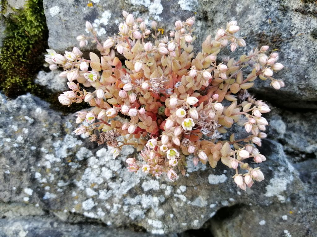 Sedum dasyphyllum