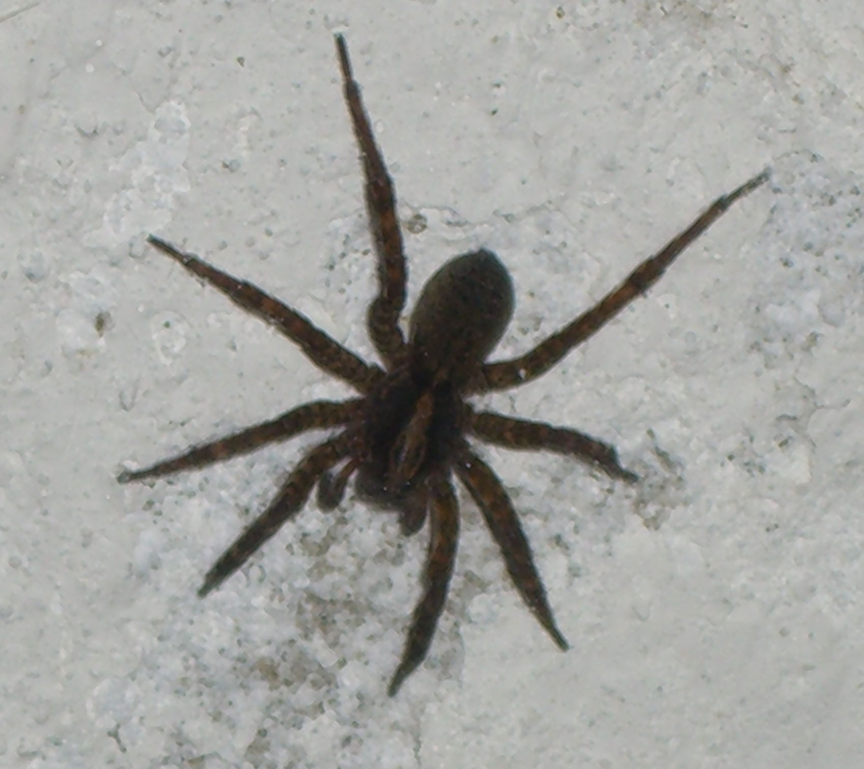 Trochosa sp.