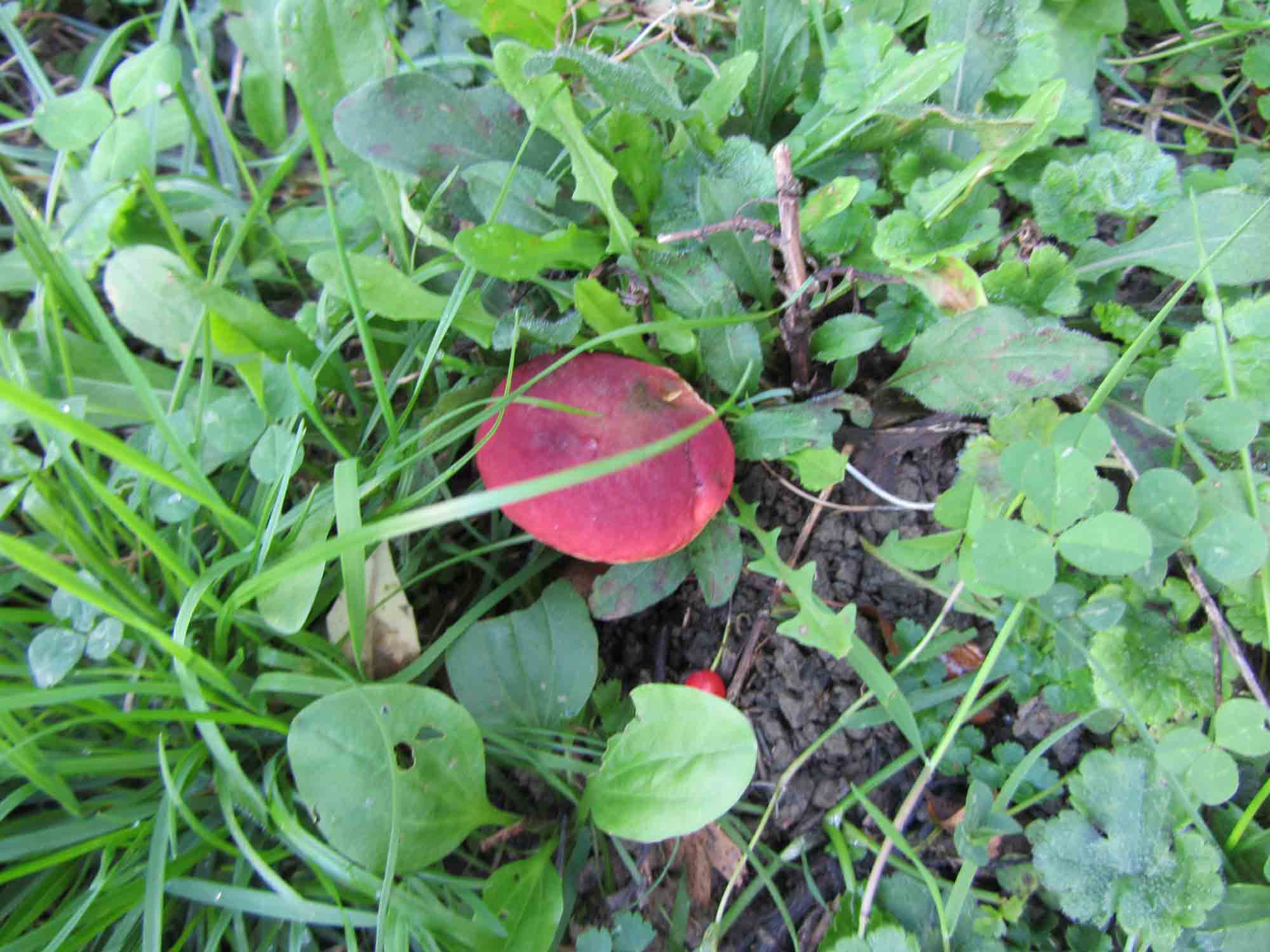 Boletus rosso