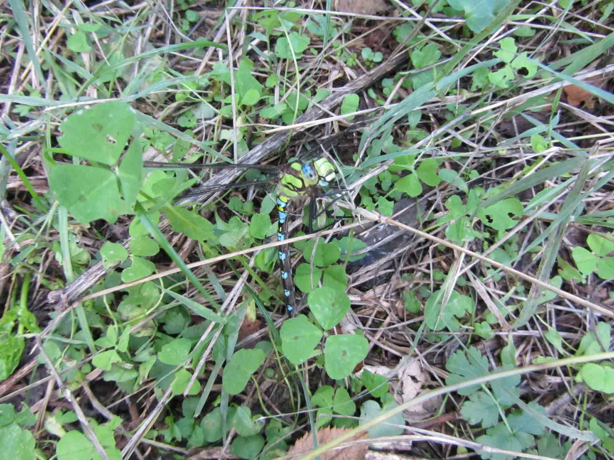 libellula da identificare