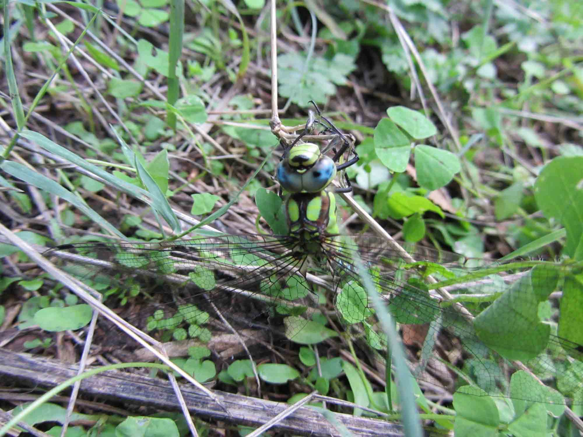 libellula da identificare