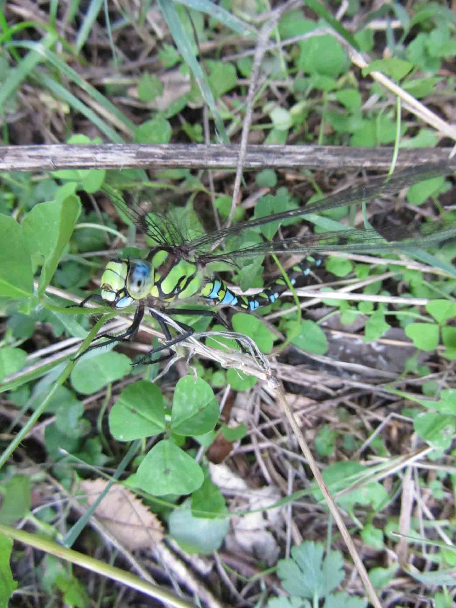 libellula da identificare