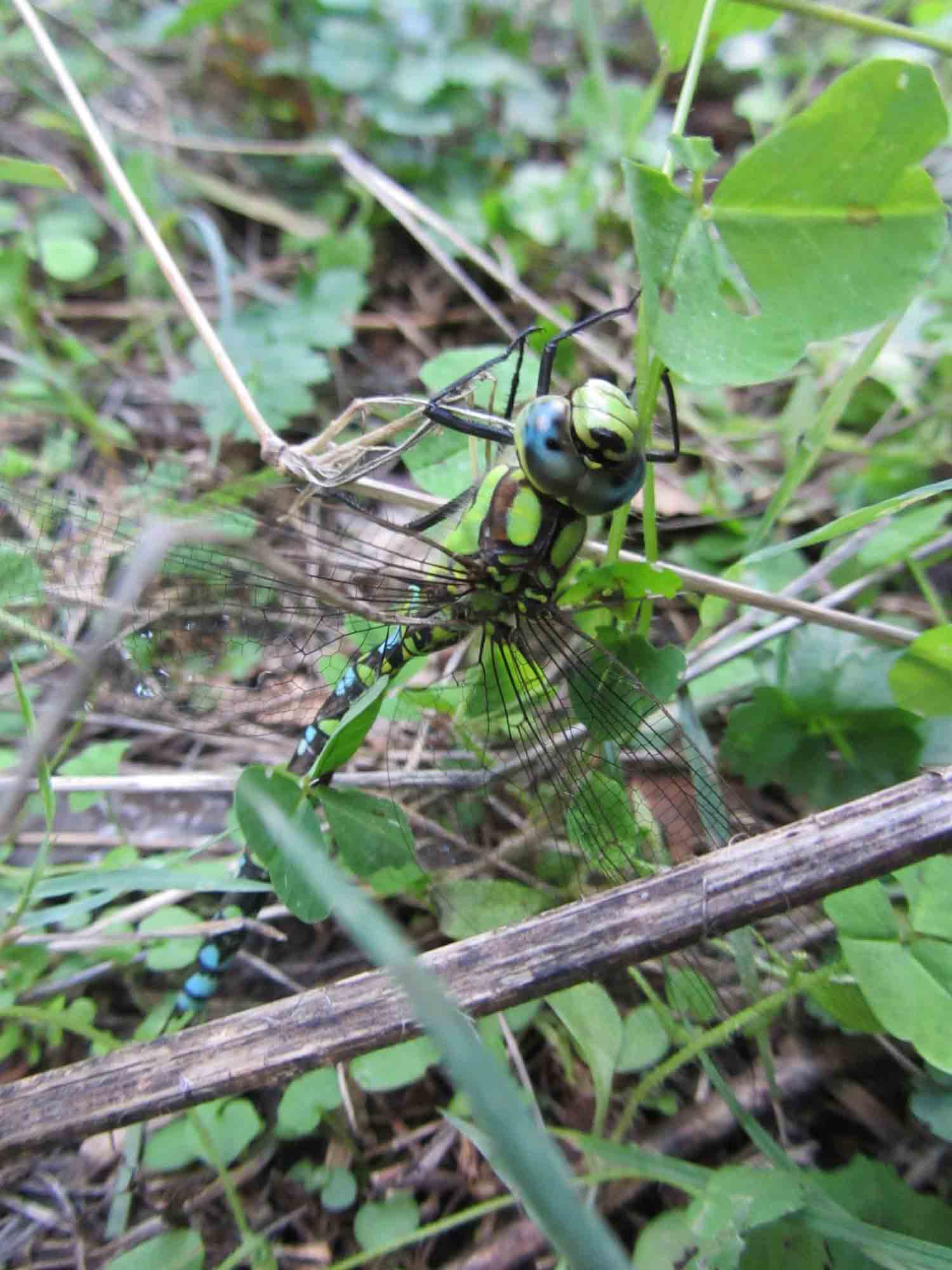 libellula da identificare