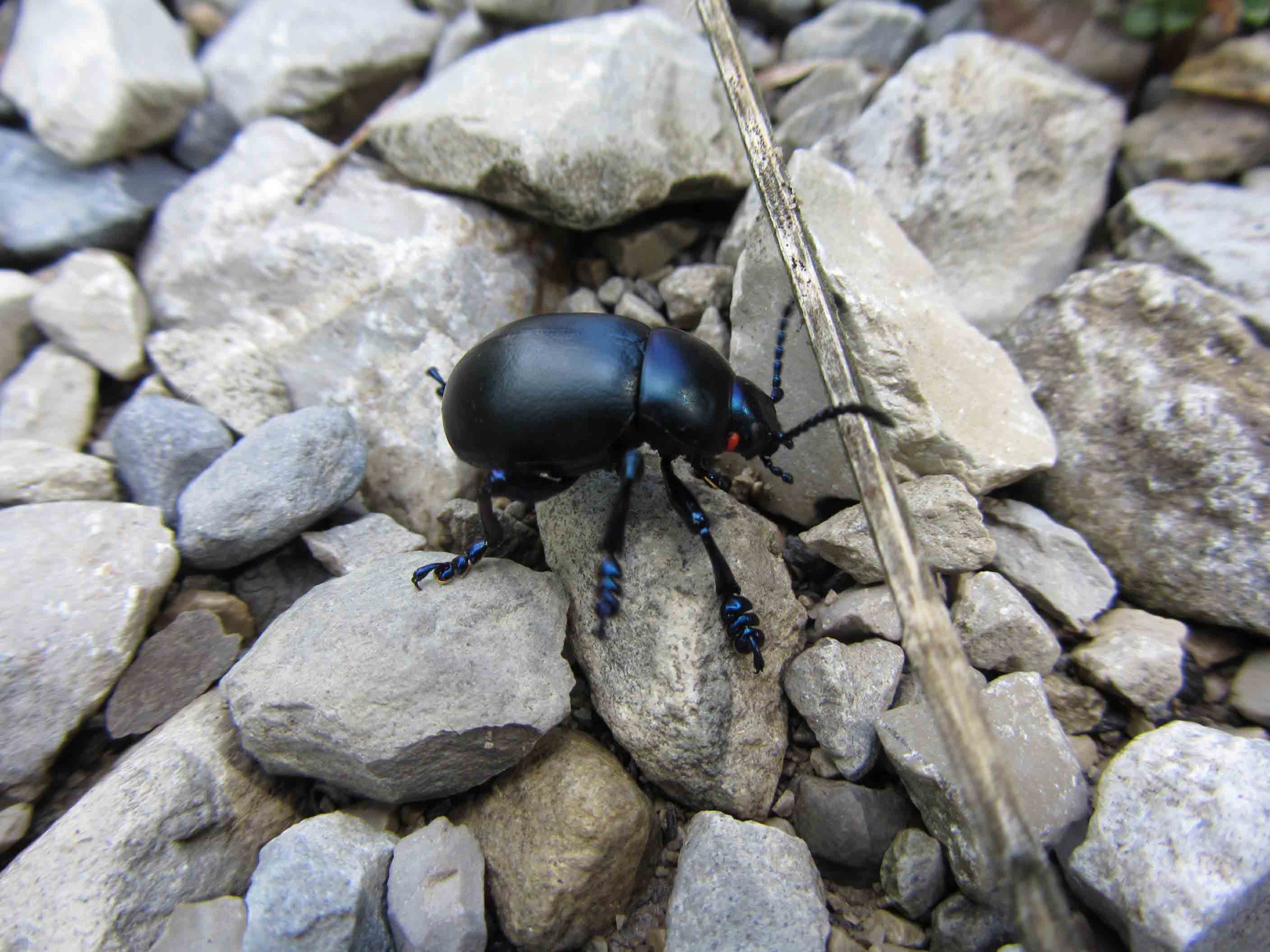 Timarcha sp. parassitata da acaro rosso